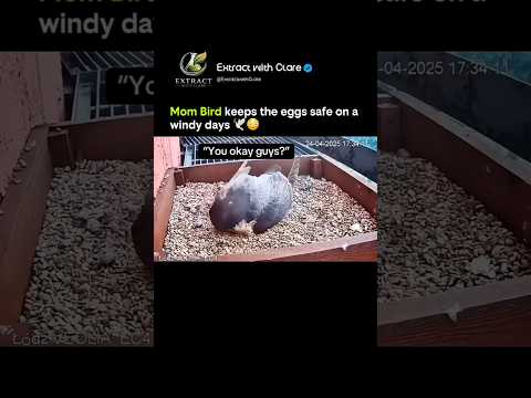 Mom Bird Fights Powerful Winds to Protect Her Eggs ?️? #NatureAmazing thumbnail