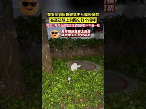 貓咪見到眼鏡蛇竟無絲毫恐懼感，甚至還想上前跟它打個招呼，網友：蛇的反應速度在貓面前根本不值一提！#shorts thumbnail