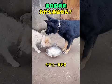 善良的狗狗，为什么会偷骨头？ #熱門 #感人壹幕 #大熱門 #funny #精彩影视 #影視解説 #寵物友善日常 #automobile #影视聚焦 #搞笑 thumbnail
