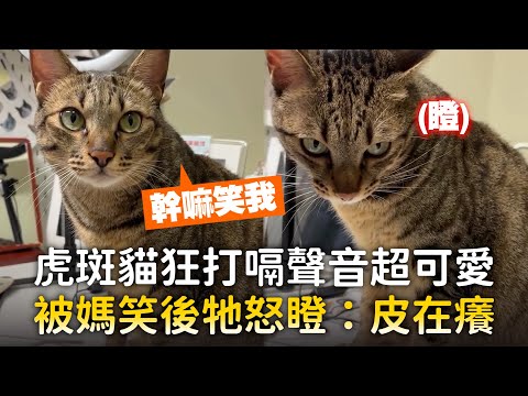 虎斑貓狂打嗝聲音超可愛　被媽笑後牠怒瞪：皮在癢 ｜#寵物雲 thumbnail