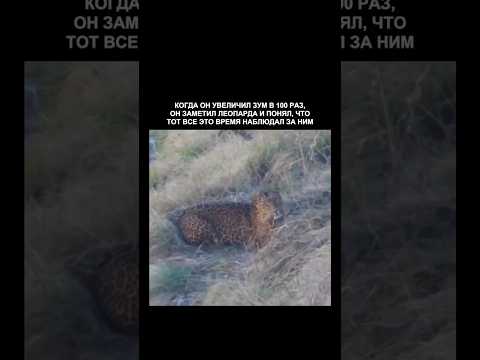 Леопарду не нужен зум что бы видеть жертву ?#predator #reallife #animals #wildlife #respect #viral thumbnail