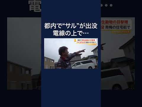 都内で野生動物の目撃増加　青梅でサル2匹が電線伝い激しく揺さぶり #shorts thumbnail