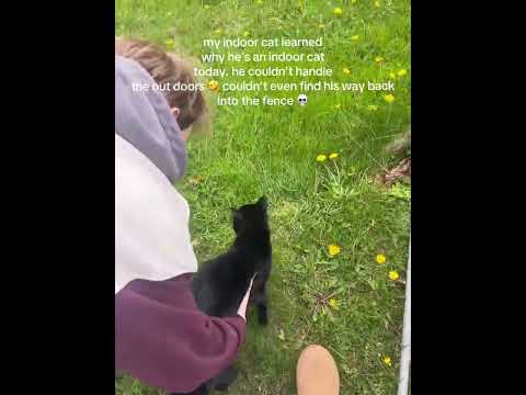 I’m sure he won’t do that again ?? #cat #cats #kitten #kittens @thesweetlifeofally thumbnail