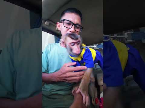 Pokoknya Selalu ikut gak mau tinggal 🤭😂 #shortvideo #short #monkey #monyet #animals #funny #funny thumbnail