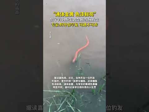 “通體金黃色澤鮮亮”男子釣到野生黃金當場放生，專家：野外很罕見，可遇不可求。 thumbnail