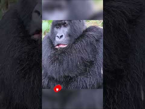 safari #kidssong thumbnail