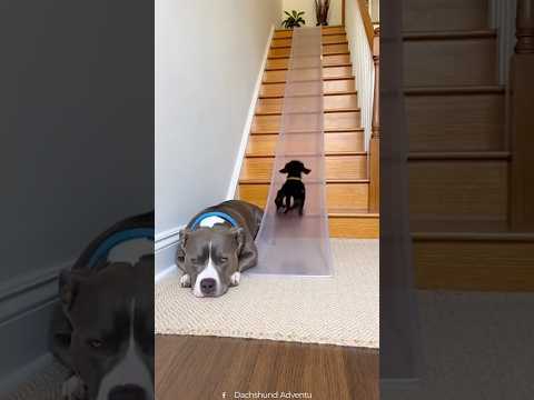 The look on the Pitties face is priceless 😂🤦‍♂️ thumbnail