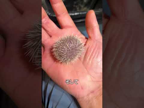 ハリネズミのトゲ thumbnail