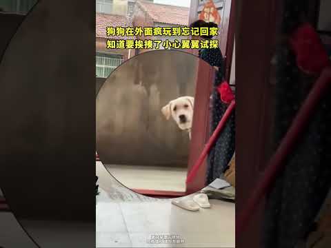 狗狗在外面疯玩到忘记回家，知道要挨揍了小心翼翼试探 thumbnail