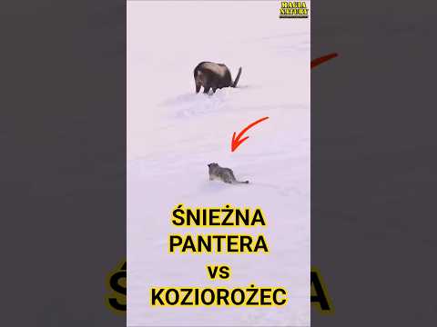 Atak Śnieżnej Pantery na Koziorożca thumbnail