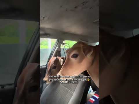 Terjumpa lembu yang tak ada tuannya.? Kami pun rembat dia bawa balik.? thumbnail