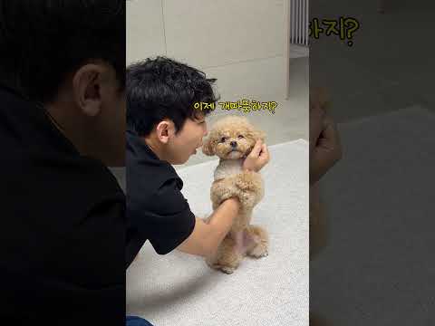 시각장애인 아빠가 춥다고 했더니 천재견 반응 #시트콤 thumbnail