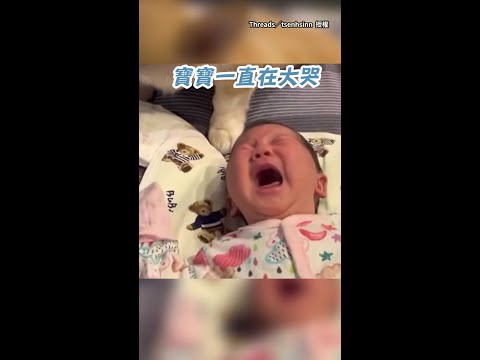 【只好躲被子了】寶寶不斷大哭！狗狗一臉無辜：不是偶弄的... #Shorts thumbnail