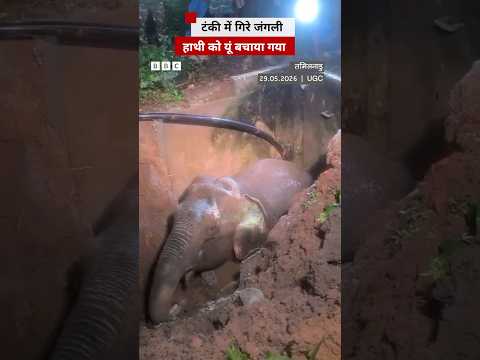 Tamil Nadu: जब पानी की टंकी में फंस गया था हाथी, तो यूं बचाया गया #elephant #tamilnadu thumbnail