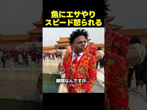 スピード、おじいさんにハメられる？エサやりをして怒られる thumbnail
