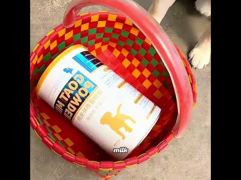 What does a dog's loyalty depend on? #pets #cute #funny #shorts thumbnail