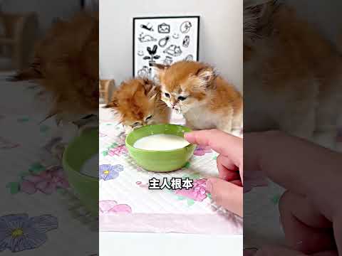 小猫喝奶洒一地，最后还缩进杯子里? thumbnail
