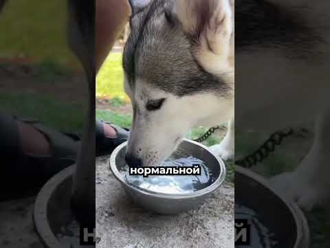 Вот почему кошки пьют воду умнее 🐱 thumbnail