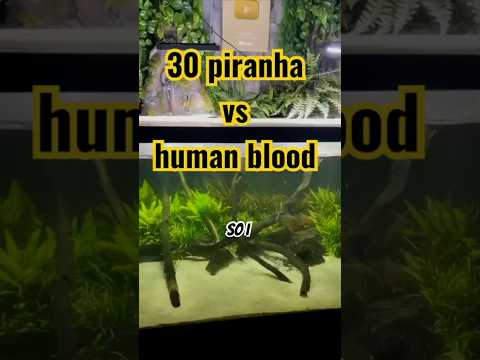 30 piranha VS human blood!! thumbnail