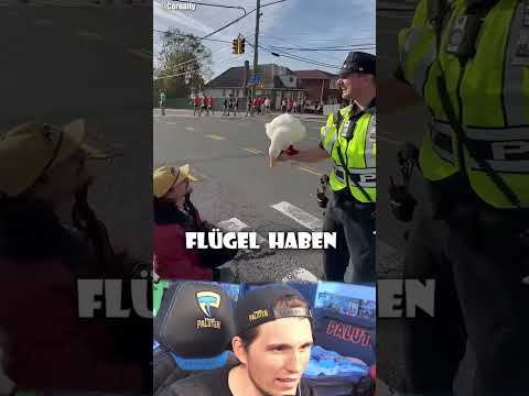Diese Ente läuft einen Marathon! thumbnail