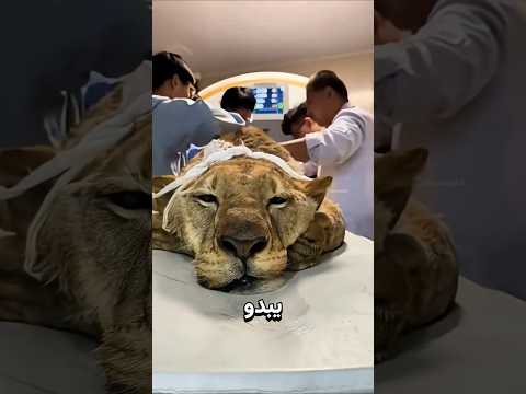كيف تُصوَّر الحيوانات بالأشعة؟ thumbnail