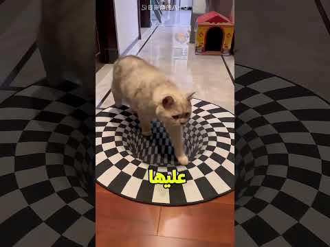 البنت والقطة الكيوت?? thumbnail
