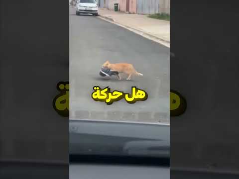 خرب على القط يومه 😂 thumbnail