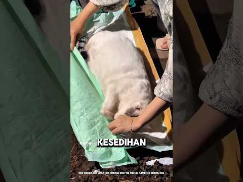 Gadis ini Gak Nyangka Kucing Kesayangan dan Juga Sahabat Terbaiknya Pergi Begitu Cepat?? thumbnail