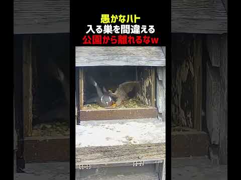 愚かなハト 入る巣を間違える thumbnail