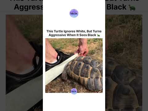 This Turtle Ignores White, But Turns Aggressive When It Sees Black 🐢 thumbnail