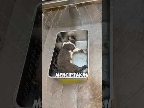 Cara Baru untuk Mengurus Hewan Peliharaan yang Sudah Meninggal ? thumbnail