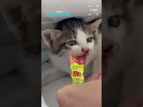 We Heard Noises Coming From The Roof 🐈 thumbnail