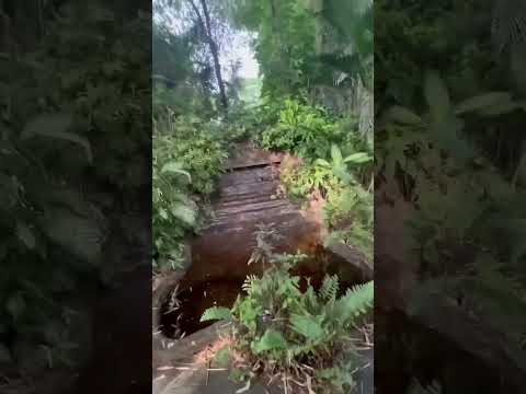 Estas Personas Visitaron El Parque De Jurassic Park 😱 thumbnail