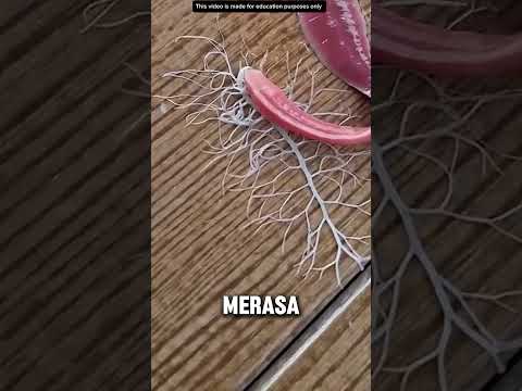 FIX INI CACING LABA LABA❗️#videoviral #information #hewan thumbnail
