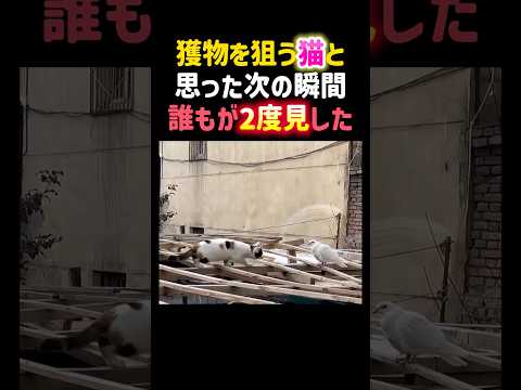 獲物を狙う猫と思った次の瞬間、誰もが2度見しました。 #癒し #猫 #かわいい #鳩 #面白い #cat #shorts thumbnail