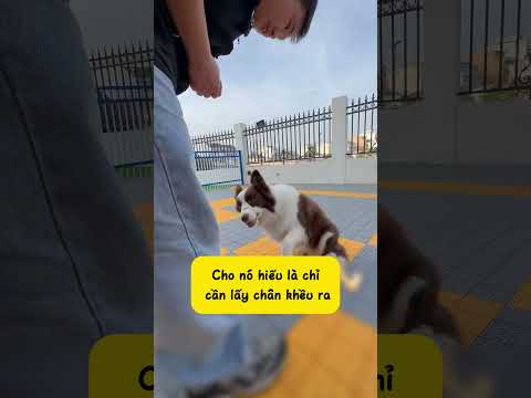 Cách để chó biết động tác mắc cỡ #nuoicho #thucung #pets #dogcute thumbnail