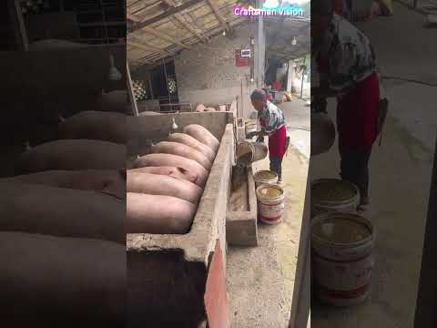 Inclined feeding device:Long inclined hopper deliver pig feed thumbnail