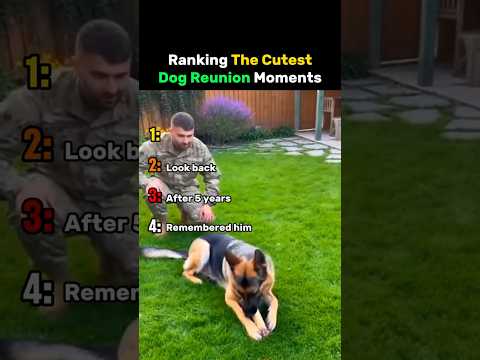 Ranking The Cutest Dog Reunion Moments #dog thumbnail