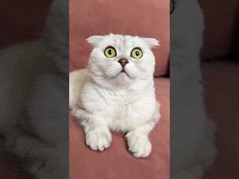 🥲 #cat #cats #funny #funnycats #memes thumbnail