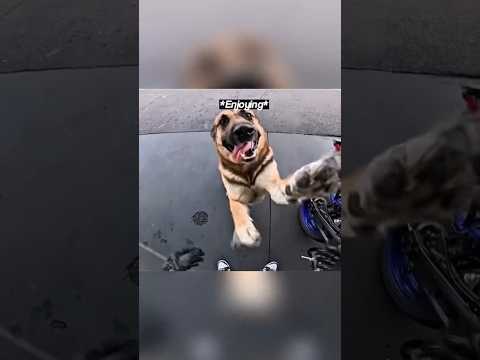 Cute Dog Suprises Biker 🐶🏍 thumbnail