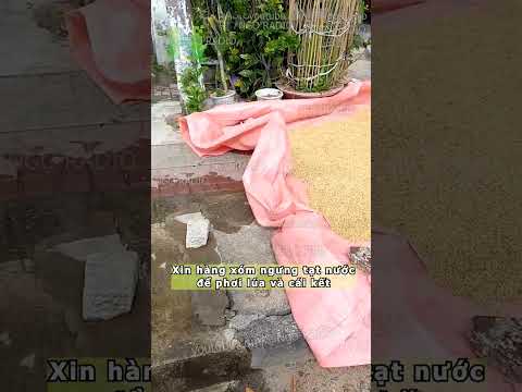 Xin hàng xóm ngưng tạt nước để phơi lúa và cái kết thumbnail