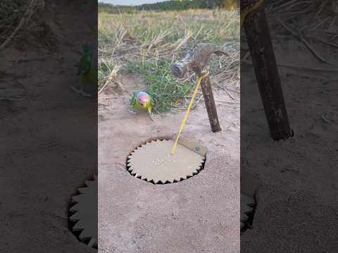 Beautiful Creative Parrot Trap #shorts thumbnail