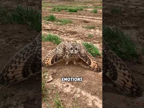 Interesting facts about owls#animals #funnyanimal #funny #cute #owl thumbnail