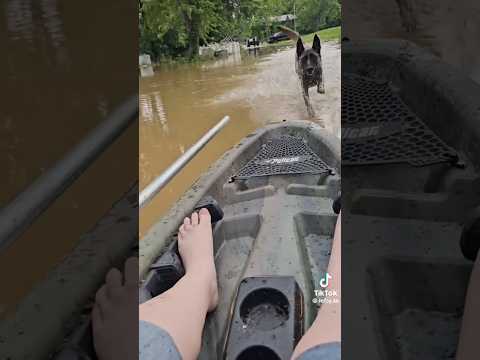 Malinois Madness #dog #funny thumbnail