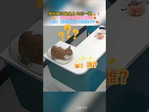 貓咪腦瓜磕桌上 咚 的一聲😱💥❗ 🐱：咪好痛~但是咪還能忍😭 網友：自己揉揉鼻子繼續睡好心疼哦❤️ #cat #funny #cute #shorts #funnyshorts thumbnail