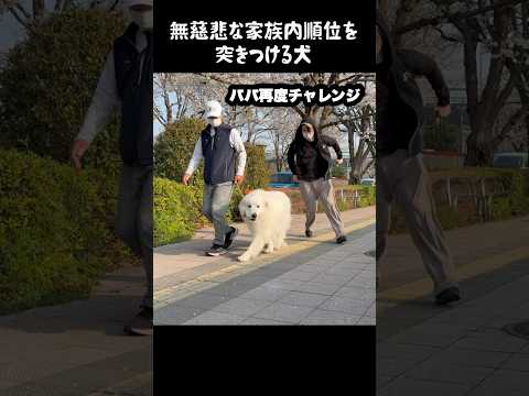 無慈悲な家族内順位を突きつける愛犬　#greatpyrenees #大型犬のいる生活 #大型犬と暮らす #大型犬 #グレートピレニーズ #大型犬のいる生活   #愛犬 #癒し #ゴールデンレトリバー thumbnail