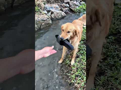 Dog Eating Slippers – The Result 😂 thumbnail