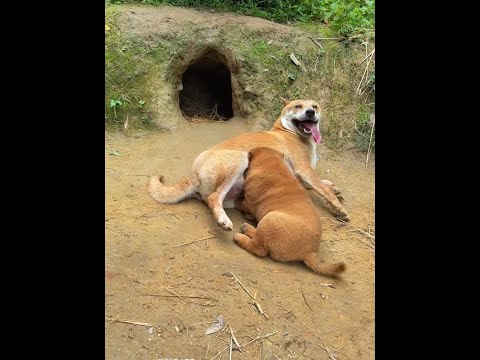 How old is it to drink anymore? Guangxi Yunjing, pastoral dog, small milk dog, rural puppy, dog thumbnail
