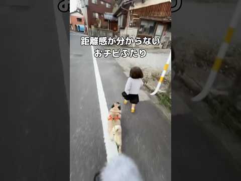 いつもお互いくっついて歩くから距離感が分からず、さらに娘がコケてご機嫌ななめになる #パグ #赤ちゃん #shorts thumbnail