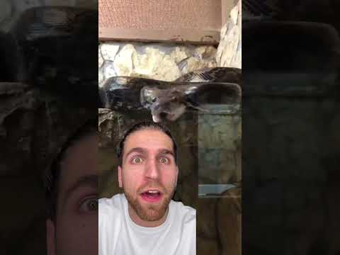NAGINI?! thumbnail